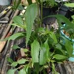 Echinacea angustifolia Лист