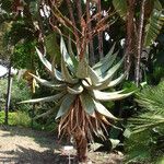 Aloe marlothii Floro