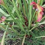 Sarracenia leucophylla 樹皮