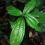 Miconia argyrophylla Feuille