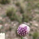 Allium commutatum Flower