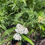 Achillea nobilisফুল