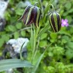 Fritillaria graeca Hoja