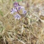 Scilla verna Flower