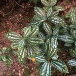 Pilea cadierei Leaf