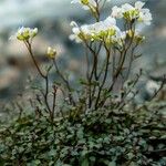 Cardamine graeca Flower