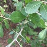 Commiphora glandulosa Blatt