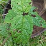 Clerodendrum × speciosum Leaf