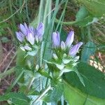 Campanula glomerata Цвят