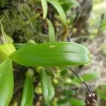 Bulbophyllum incurvum Levél