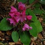 Rhododendron orbiculare Habitus