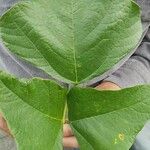 Erythrina amazonica Leaf