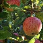 Malus domestica ᱡᱚ