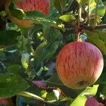 Malus domestica Fruit