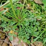 Teesdalia coronopifolia Leaf