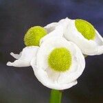Sagittaria latifolia Flor