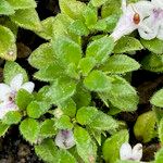 Clinopodium nubigenum Leaf