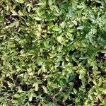 Jasminum fruticans Hoja