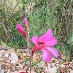 Gladiolus illyricus Blomst