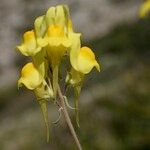 Linaria oblongifolia Ďalší