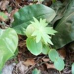 Delphinium staphisagria 葉