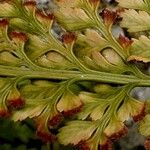 Asplenium adiantum-nigrum Leaf