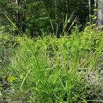 Carex pallescens Агульны выгляд