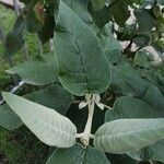 Buddleja cordata पत्ता