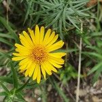 Inula ensifolia Flor