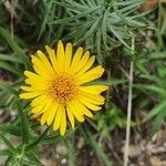 Inula ensifolia Flower