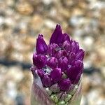 Allium rotundum 花