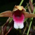 Maxillaria sanguinea Cvet