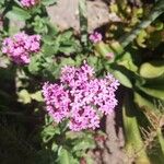 Centranthus ruberFlors