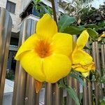 Allamanda cathartica Květ