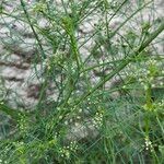 Cyclospermum leptophyllum Blatt