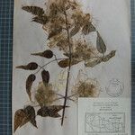 Clematis gouriana 其他