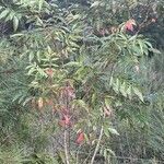 Rhus copallinum Habitat