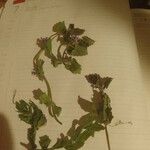 Glechoma hederacea花