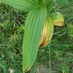 Veratrum album Лист