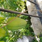 Araujia sericifera Fruchs