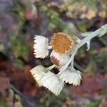 Helichrysum foetidum പുഷ്പം