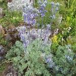 Eryngium bourgatii Alkat (teljes növény)