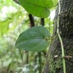 Piper borbonense Leaf