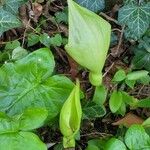 Arum italicum x Arum maculatum Hoja