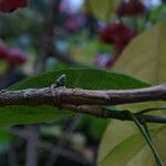 Euonymus maackii Bark