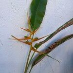 Heliconia latispatha Hábito