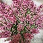 Erica gracilis Fleur