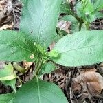 Ruellia tuberosa 葉