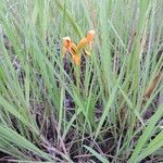 Platycoryne guingangae Flower