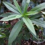 Solidago gigantea পাতা